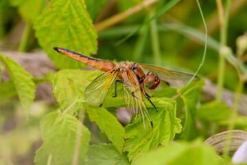 (Anisoptera), predatory insect characterized by an elongated body, agile flight and two pairs of...