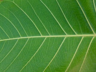 Ficus religiosa leaf background. It is also known as the bodhi tree, pippala tree, peepul tree, peepal tree and ashwattha tree.