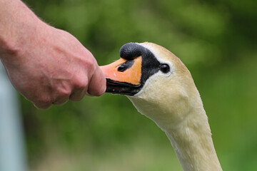 Close up of a swan eating from a man&rsquo;s hand 