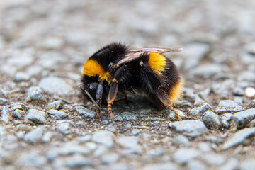 Macro close up of a bumblebee resting on tarmac ground 