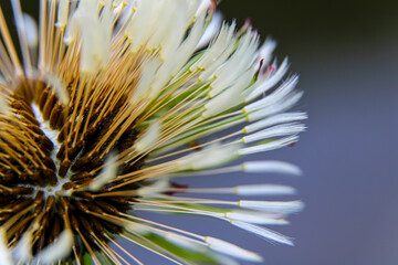 Macro close up of a blowball dandelion 