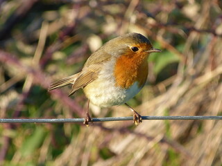 Rouge-gorge