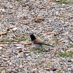 sparrow on the ground