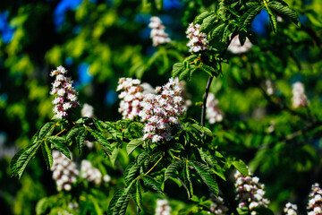 The chestnut flower on the tree is green in spring