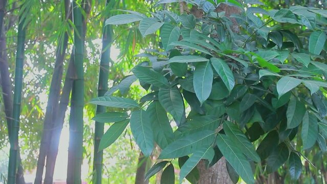 Bamboo leaves and Swietenia macrophylla leaves move with the wind in the forest while the sun shines