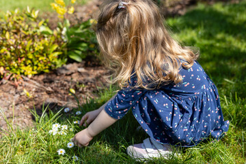 little girl pick daisies