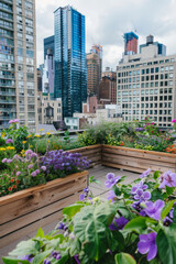 Lush Rooftop Garden with Raised Wooden Beds Full of Flowers