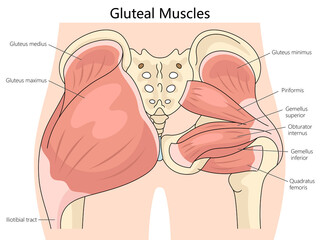 anatomy of human gluteal muscles, including labels for each muscle structure diagram hand drawn schematic raster illustration. Medical science educational illustration