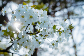 Blooming cherry tree close up. White blossom and young leaves on cherry tree branch. Springtime in the garden