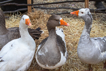 Obraz premium Three domestic geese in a pen on a farm, close-up repeat