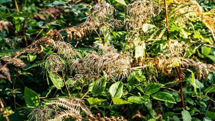 wild flowers in a forest in northern Spain