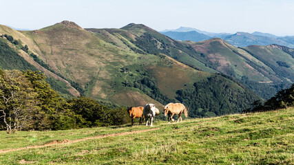 Horses in Pyrenees mountains in northern Spain