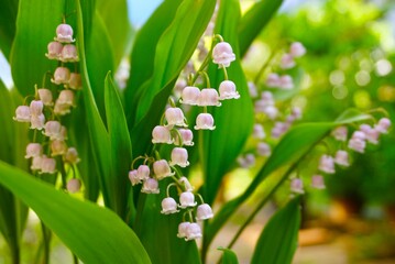 満開のすずらんの花