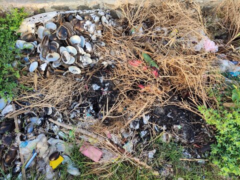 Kijing (Freshwater Mussel) Shell Waste in Drainage