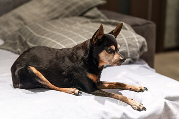 18 years old senior dog toy terrier sitting wrong because of arthritis