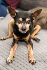 18 years old senior dog toy terrier sitting wrong because of arthritis