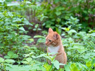 Red-haired cat is sitting in the green grass.
