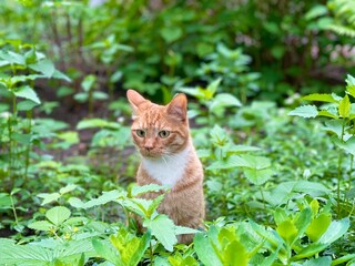 Red-haired cat is sitting in the garden waiting for prey.