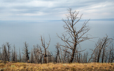 View of the Pine Forests at Yellowstone National Park