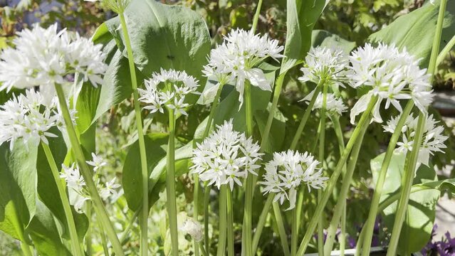Ramson, Allium ursinum