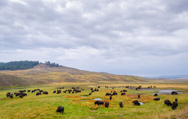 A Bison Herd at Lamar Valley in Yellowstone National Park