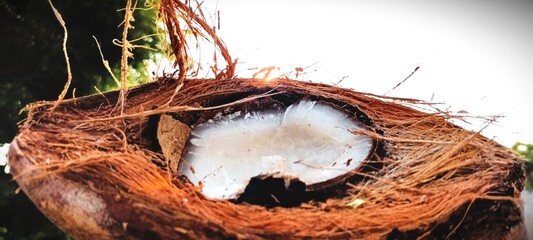 Closeup of a whole single Coconut with Hair. nature image. 
