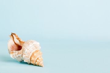 Summer time concept with sea shells or starfish on a table background with copy space for text