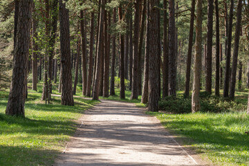 A forest path in a pine forest. Outdoor leisure