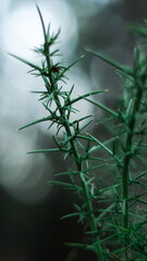 Macro d'épines d'ajonc, dans la forêt des Landes de Gascogne