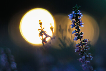 Macro de fleurs de bruyère, pendant le crépuscule