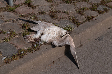 A dead bird on a city street. Bird problem in the city