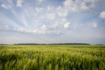 Paysage matinal dans les plaines normandes