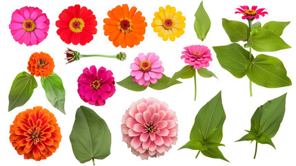 Set of zinnia elements including zinnia flowers, buds, petals, and leaves