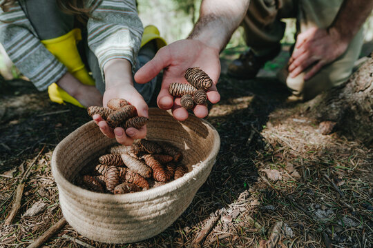 Father and daughter collecting pine cones together in forest