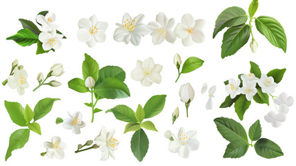 Obraz premium Set of jasmine elements including jasmine flowers, buds, petals, and leave