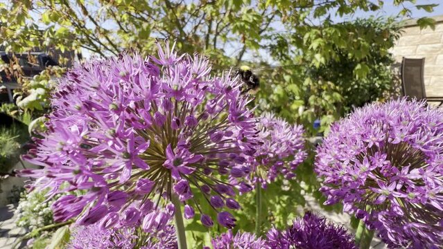 Ornamental Lily, Giant Lily