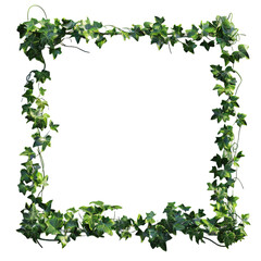 Picture frame with summer climbing ivy with green on white background,png