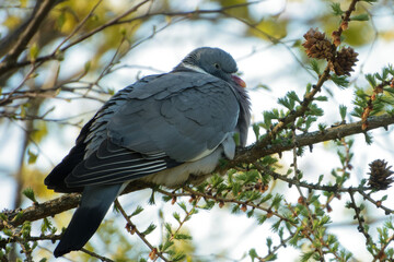 Common wood pigeon (Columba palumbus)