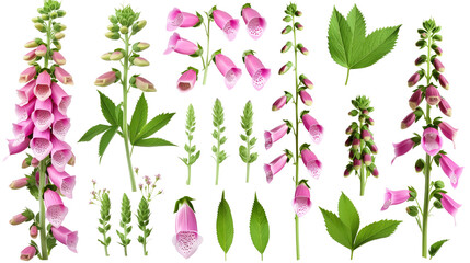 Set of foxglove elements including foxglove flowers, buds, petals, and leaves