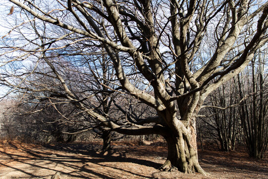 Dry dead tree in forest