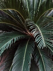 Tropical exotic palm tree leaves. Floral pattern