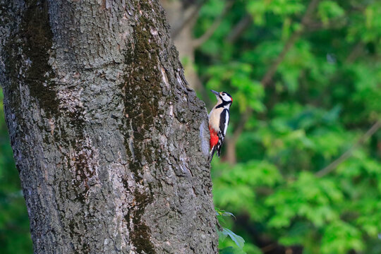 Woodpecker perching on tree trunk