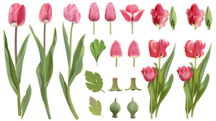 Set of tulip elements including tulip flowers, bulbs, petals, and leaves