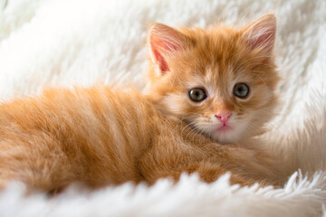 red persian cat