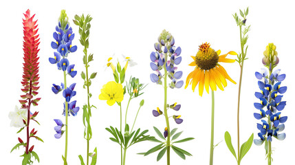 Set of native wildflowers including bluebonnet, Indian paintbrush, and black-eyed Susan