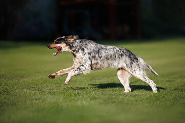 happy english setter dog running outdoors on grass