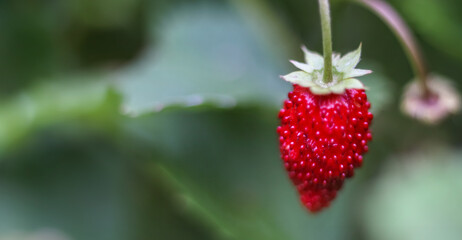 Red strawberry in green of leaves in garden. Summer nature banner.