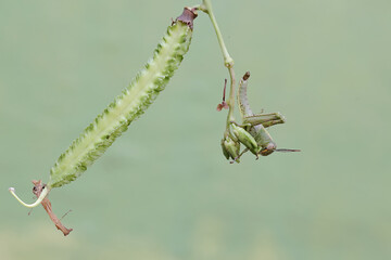 A green grasshopper is eating winged bean flower buds. This insect likes to eat flowers, fruit and...