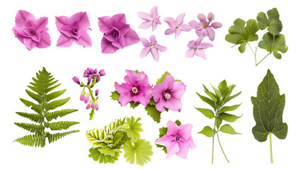 Set of shade garden blooms including ferns, hostas, and hellebores, isolated on transparent background
