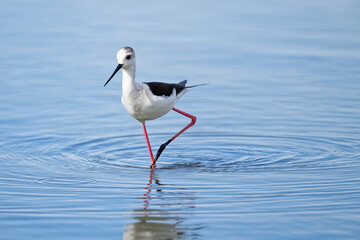Échasse blanche - Himantopus himantopus - oiseaux échassiers - limicoles - Recurvirostridae